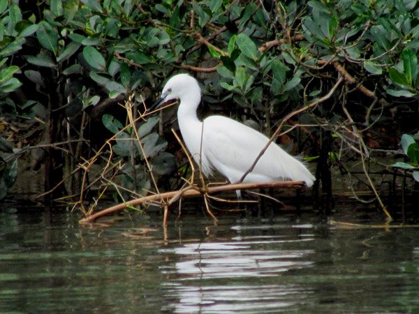 🌊 만코 물새・습지 센터 이미지 5